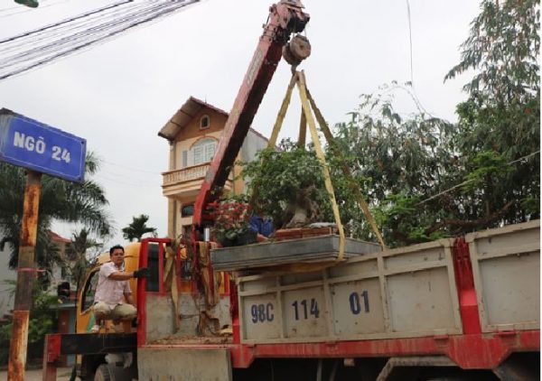 cau-cay-canh-van-chuyen-600x422-1 cau cay canh van chuyen
